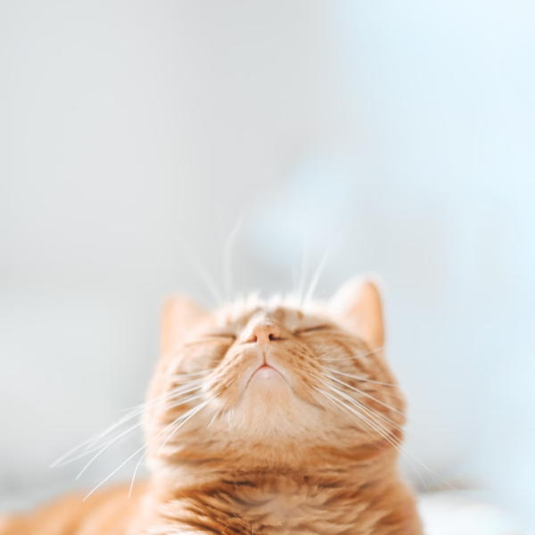 Pet Clean